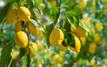 Le citron marocain retrouve des couleurs sur les marchés internationaux