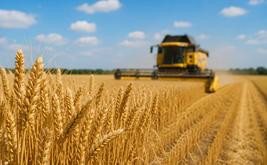 Casablanca-Settat devrait assurer près de 30 % de la production céréalière nationale