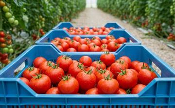 Exportations de tomates : le modèle marocain à l’épreuve des mutations mondiales