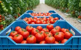 Exportations de tomates : le modèle marocain à l’épreuve des mutations mondiales