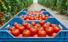 Exportations de tomates : le modèle marocain à l’épreuve des mutations mondiales