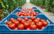 Exportations de tomates : le modèle marocain à l’épreuve des mutations mondiales