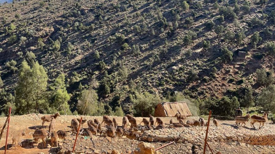 بركان..إعادة توطين الأيل البربري بمنتزه بني يزناسن