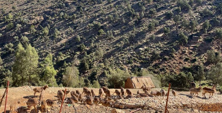 بركان..إعادة توطين الأيل البربري بمنتزه بني يزناسن
