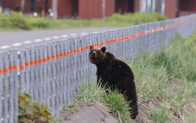 Bear attack in northern Japan injures four people across industrial and residential areas