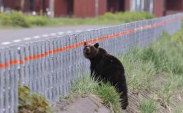Bear attack in northern Japan injures four people across industrial and residential areas