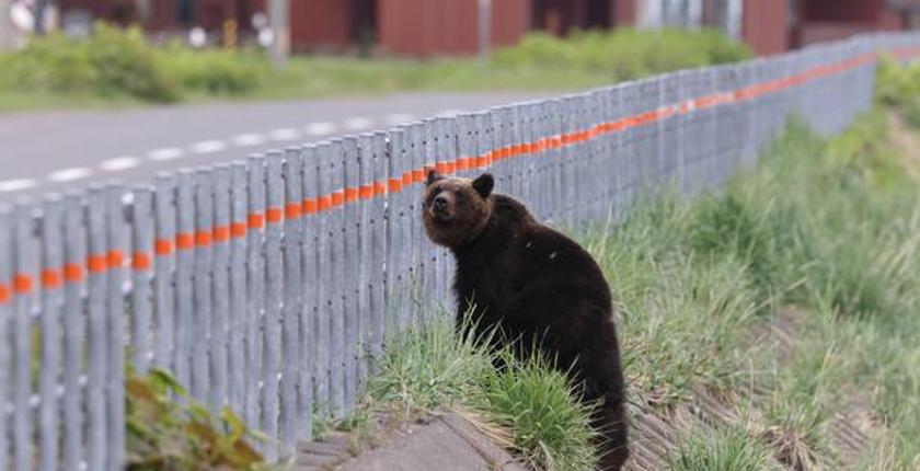 Bear attack in northern Japan injures four people across industrial and residential areas