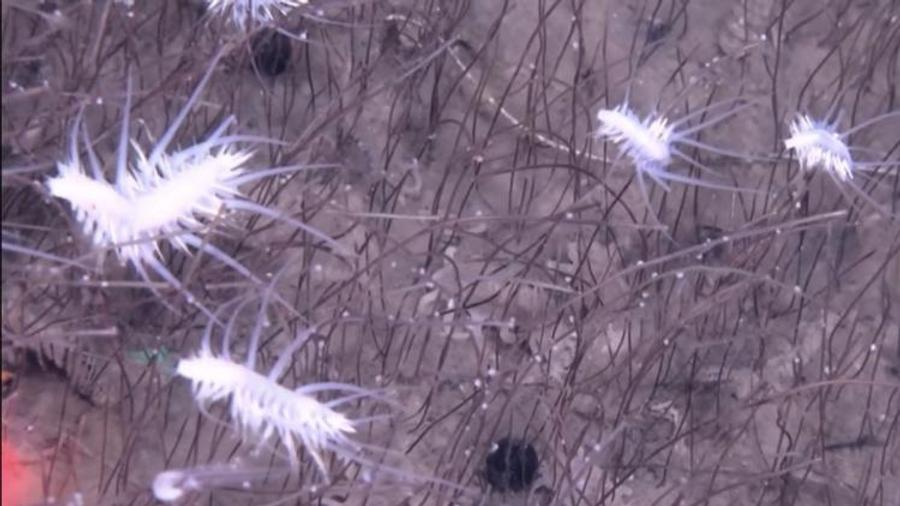 Pacifique : des espèces inconnues découvertes dans les profondeurs extrêmes de l’océan