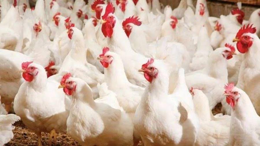 مربو الدجاج يكشفون أسباب انهيار الأسعار