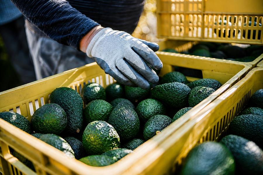 Avocat au Maroc : une filière rentable qui assèche les nappes phréatiques