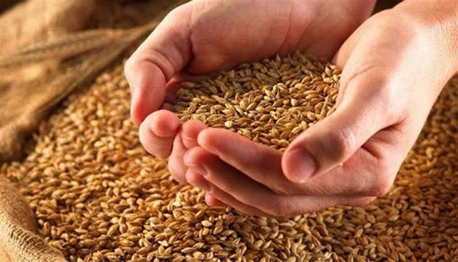 تعليق صادرات القمح نحو المغرب يكبد المصدرين الأوروبيين خسائر فادحة