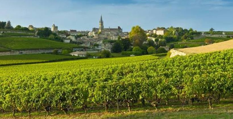 Bordeaux şarap krizi: 4,400 hektar bağ yeni bir gelecek arıyor