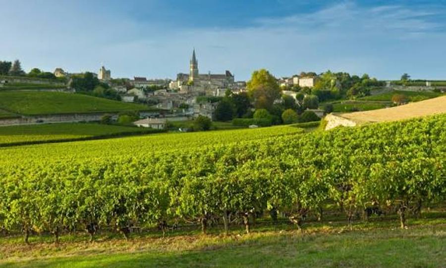 Bordeaux wine crisis: 4,400 hectares of vineyards seek a new future