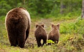 Finland, Romania lead EU call to reassess brown bear conservation rules