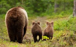 Finland, Romania lead EU call to reassess brown bear conservation rules