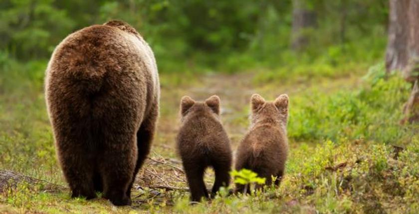 Finland, Romania lead EU call to reassess brown bear conservation rules