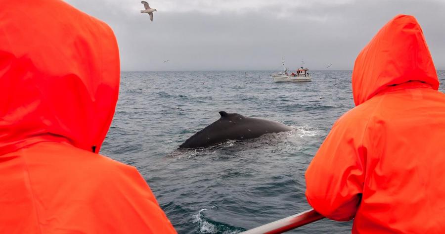 Icelandic whaling vessels set sail again amid renewed environmental controversy