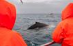 Icelandic whaling vessels set sail again amid renewed environmental controversy
