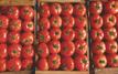 Le Maroc renforce sa domination sur le marché britannique de la tomate après le Brexit