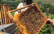 Abeilles et chaleur : pourquoi les ruches prennent le chemin des pâturages de montagne au Maroc