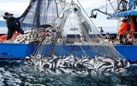     93 millions de dirhams pour moderniser la pêche artisanale et préserver la fraîcheur des captures