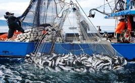     93 millions de dirhams pour moderniser la pêche artisanale et préserver la fraîcheur des captures