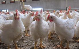     Pourquoi le poulet est si bon marché aujourd’hui : les dessous d’une crise qui frappe les producteurs