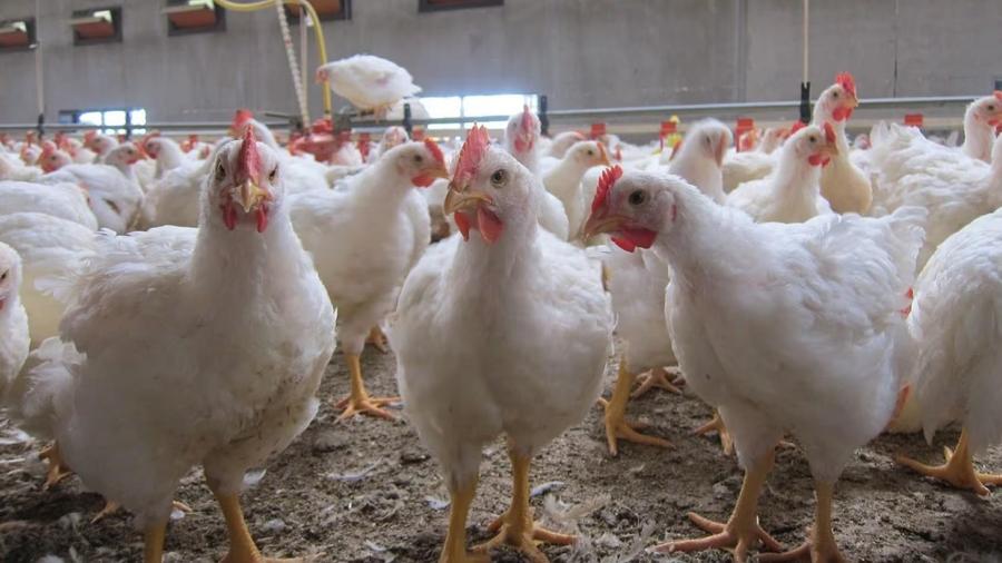     Pourquoi le poulet est si bon marché aujourd’hui : les dessous d’une crise qui frappe les producteurs