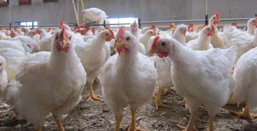     Pourquoi le poulet est si bon marché aujourd’hui : les dessous d’une crise qui frappe les producteurs
