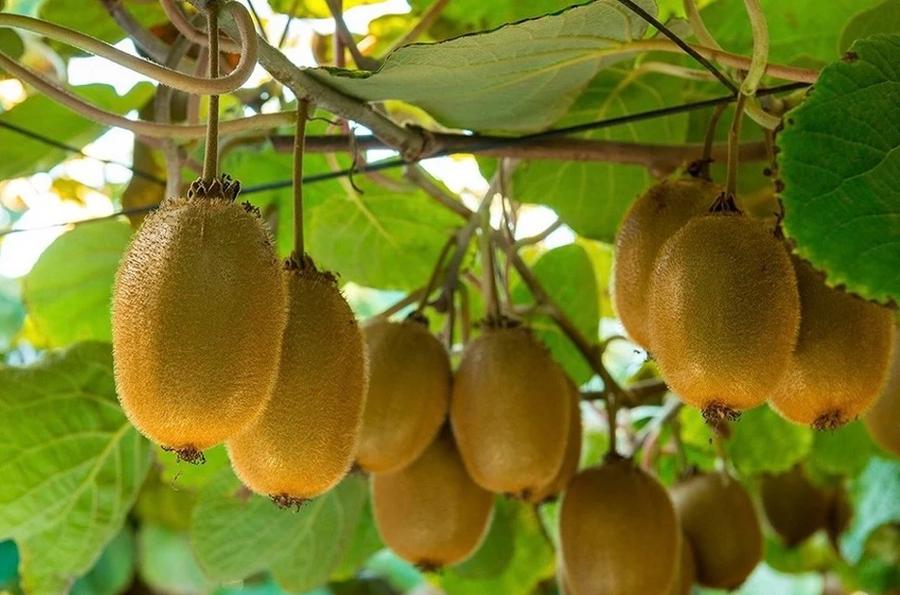     Le Chili choisit le Maroc comme tremplin pour conquérir les marchés africains