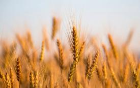     Grâce aux pluies abondantes, la filière céréalière marocaine retrouve des couleurs