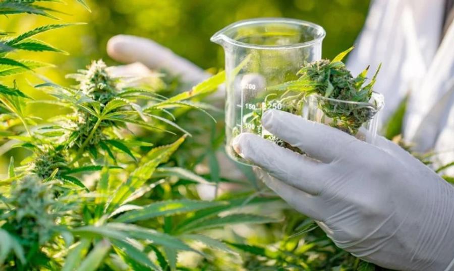 أكثر من 140 منتجا مشتقا من القنب الهندي بالمملكة