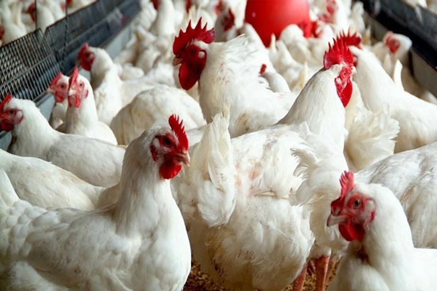 جمعية الدواجن: انهيار أسعار الدجاج يكبد خسائر فادحة للمربين