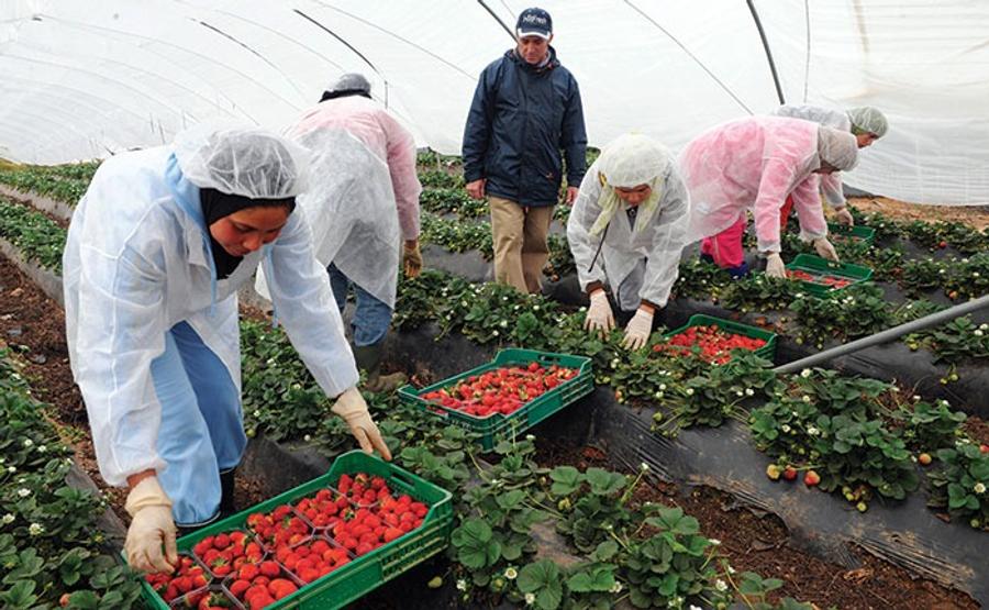 Saisonnières marocaines en Espagne : les conditions de travail à nouveau dénoncées après un décès