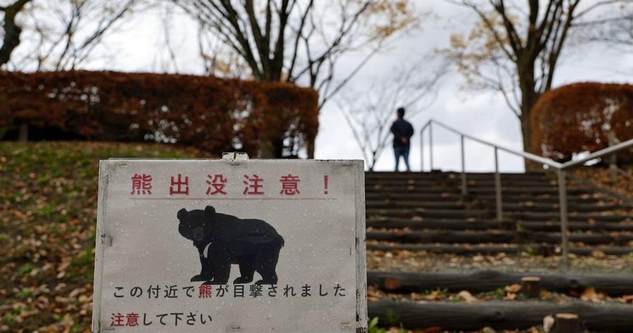 Fermeture de 94 écoles à Utsunomiya après plusieurs signalements d’ours en zone urbaine