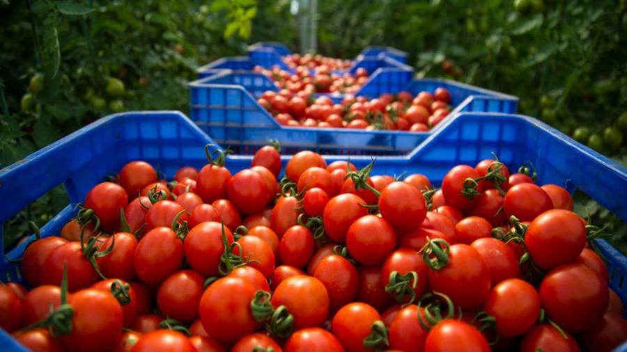 La filière marocaine de la tomate confrontée à une campagne difficile et à une baisse des exportations