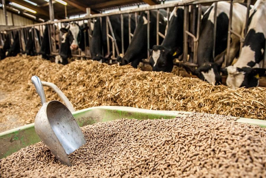 Alimentation animale : les importations marocaines en provenance de Russie atteignent un record historique
