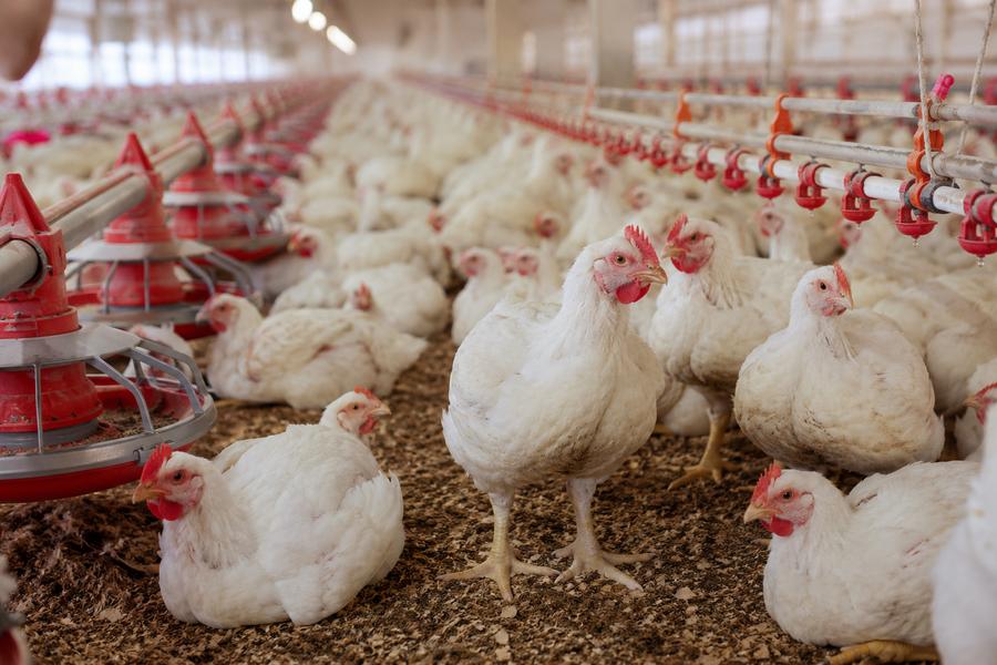 Filière avicole : Les éleveurs de poulets alertent sur une crise menaçant la production nationale