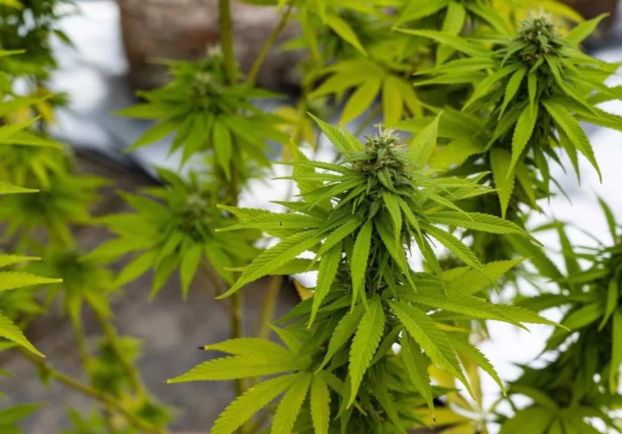 Morocco expands therapeutic cannabis sector with 140 approved products