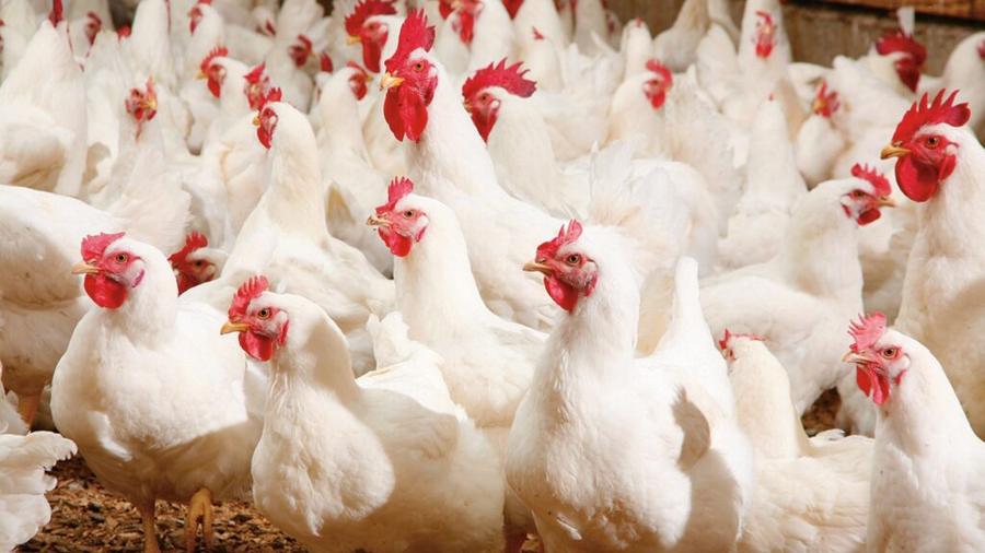 Moroccan poultry farmers warn of deepening crisis in the chicken industry