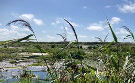 Vervuiling en klimaatverandering treffen de Nederlandse zoetwaternatuur