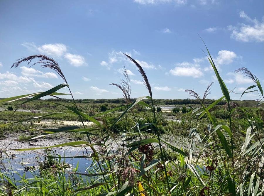 Vervuiling en klimaatverandering treffen de Nederlandse zoetwaternatuur