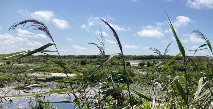 Vervuiling en klimaatverandering treffen de Nederlandse zoetwaternatuur