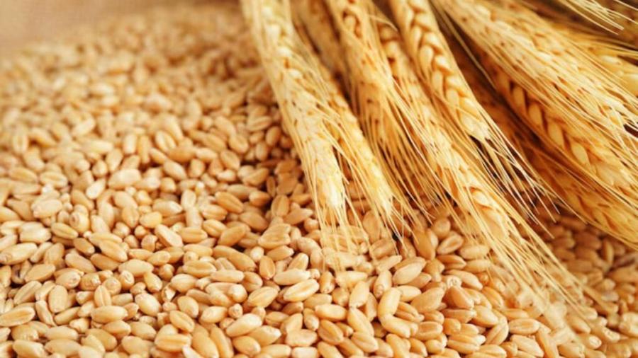 Blé tendre : le Maroc rétablit un droit d’importation de 170 %