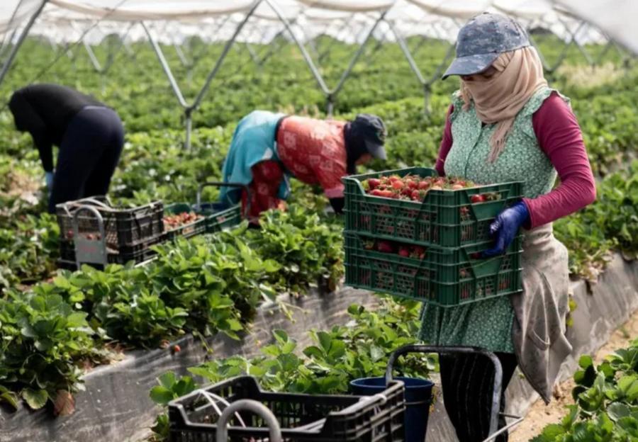 Moroccan seasonal worker dies in Huelva heat conditions