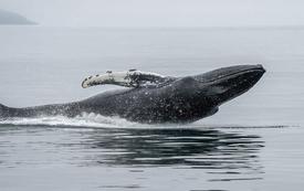 Ethereum whale profits from market crash with strategic buyback