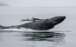 Ethereum whale profits from market crash with strategic buyback