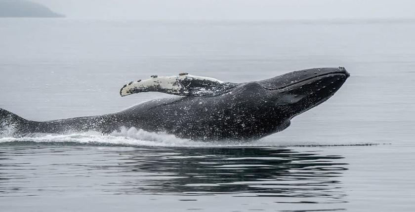 Ethereum whale profits from market crash with strategic buyback