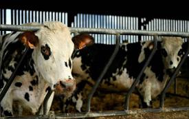 Les éleveurs espagnols demandent l’intervention de Madrid pour rétablir les exportations de bovins vers le Maroc