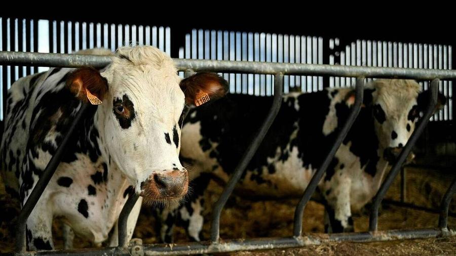 Les éleveurs espagnols demandent l’intervention de Madrid pour rétablir les exportations de bovins vers le Maroc